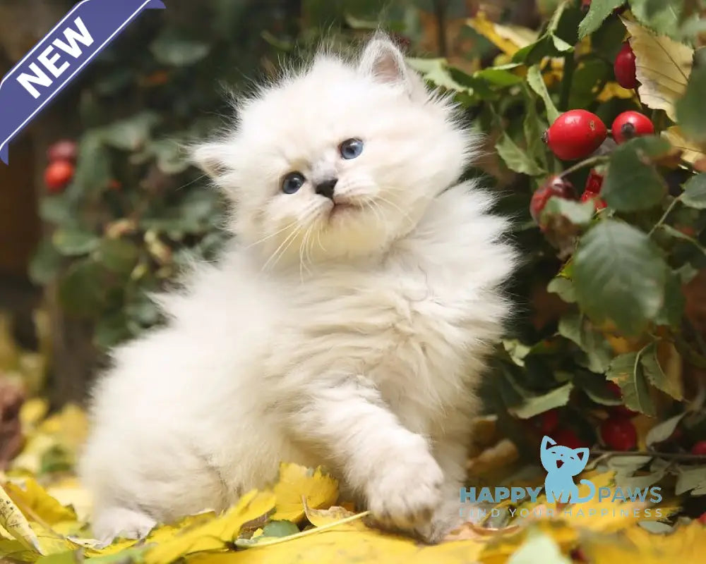 Kahava Siberian female seal tabby pointed live animals