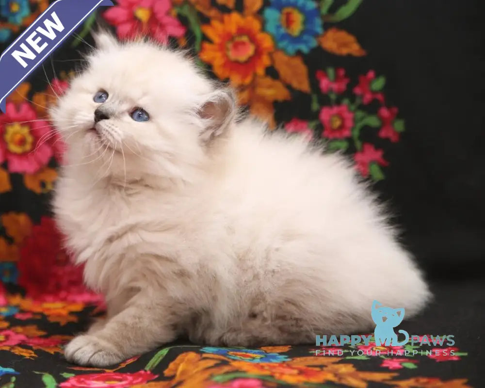 Kahava Siberian female seal tabby pointed live animals
