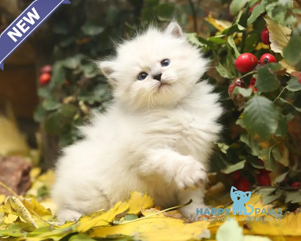 Kahava Siberian female seal tabby pointed live animals