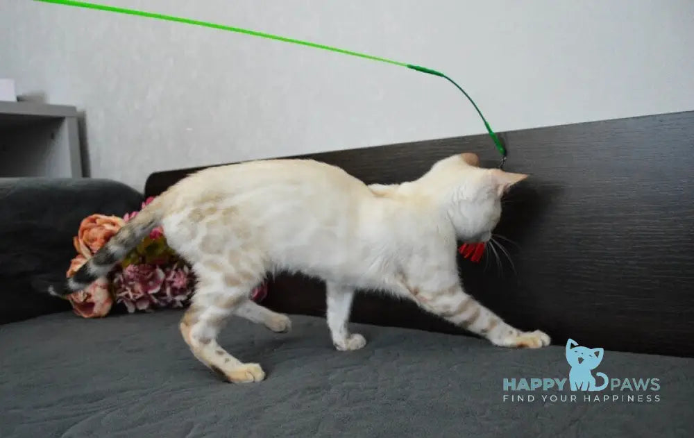 Kai Bengal male black spotted tabby pointed live animals