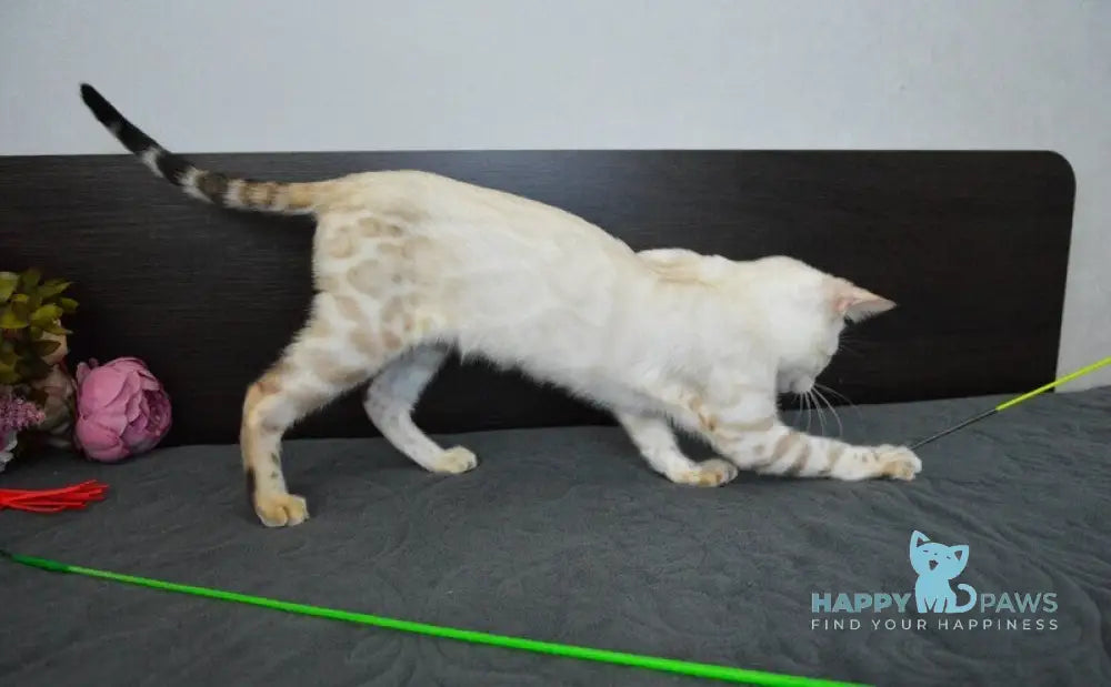 Kai Bengal male black spotted tabby pointed live animals