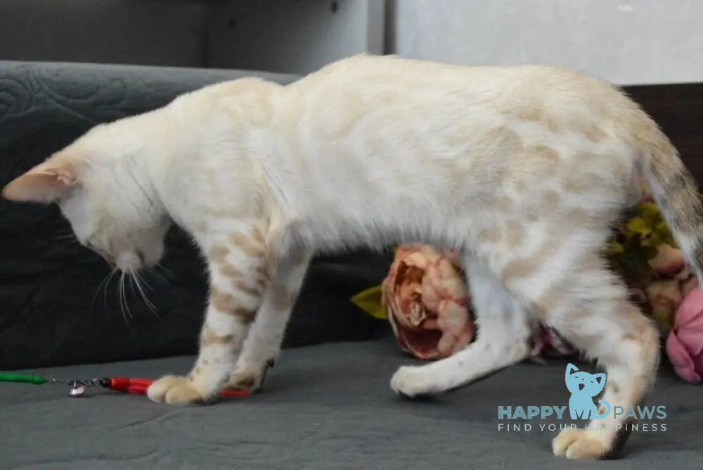 Kai Bengal male black spotted tabby pointed live animals