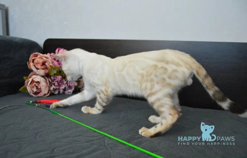 Kai Bengal male black spotted tabby pointed live animals