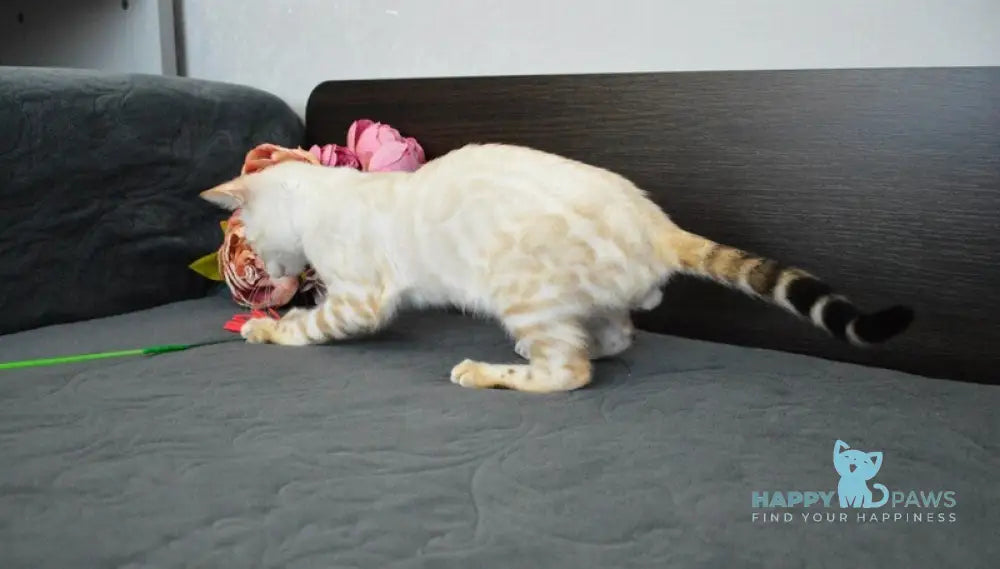 Kai Bengal male black spotted tabby pointed live animals