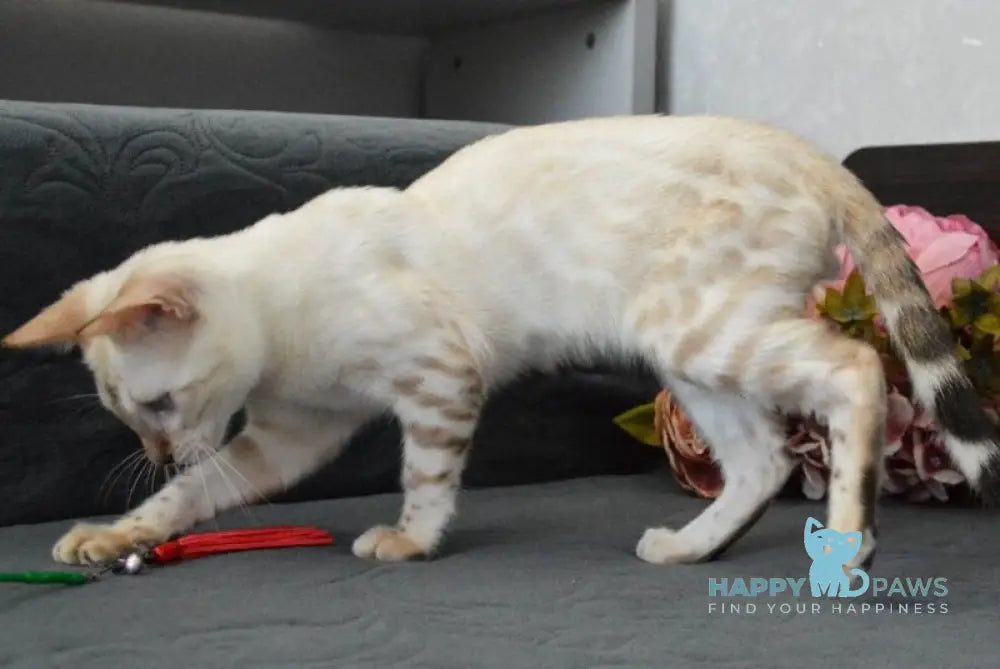 Kai Bengal male black spotted tabby pointed live animals