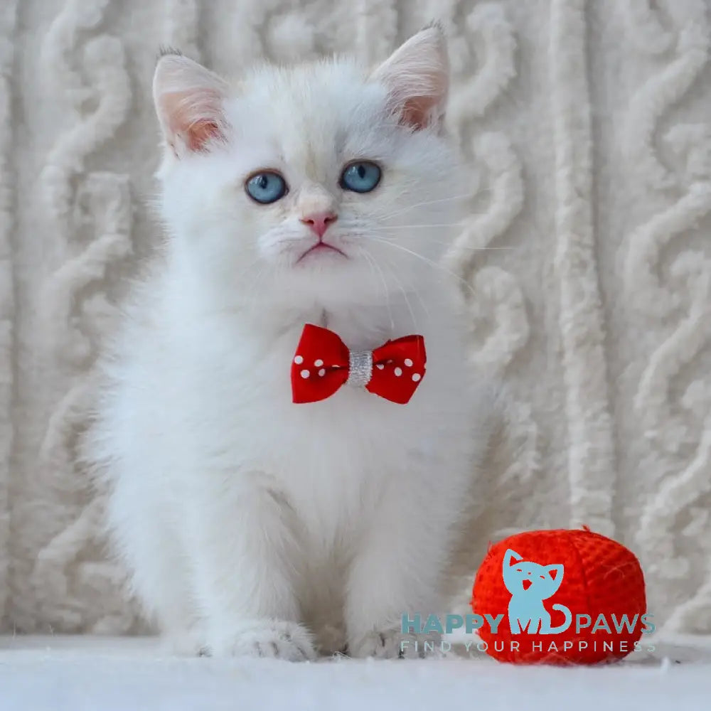 Kai British Shorthair male black golden shaded pointed live animals