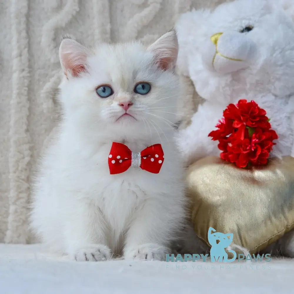 Kai British Shorthair male black golden shaded pointed live animals