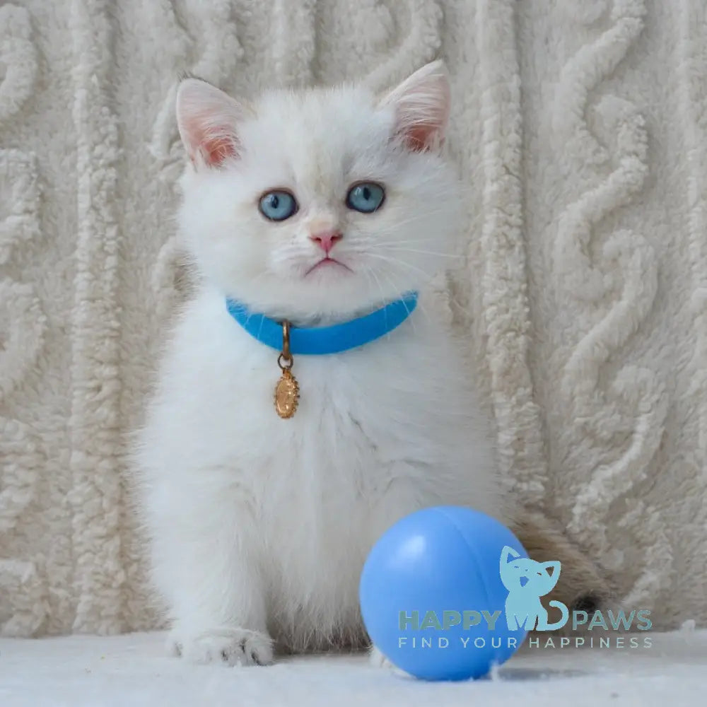 Kai British Shorthair male black golden shaded pointed live animals