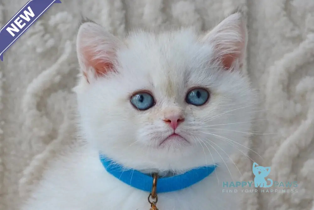 Kai British Shorthair male black golden shaded pointed live animals