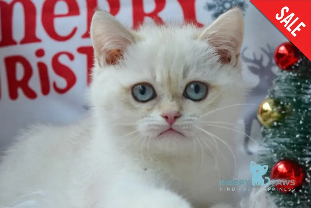 Kai British Shorthair male black golden shaded pointed live animals