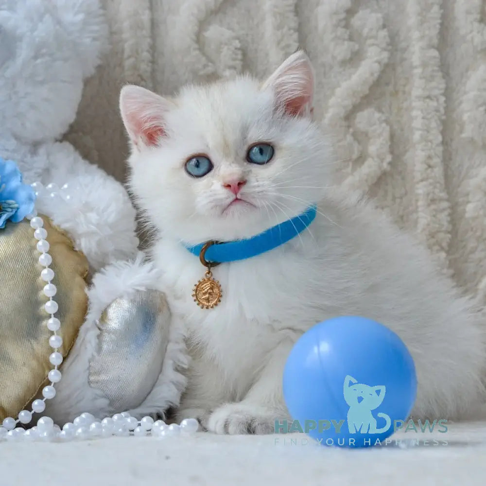 Kai British Shorthair male black golden shaded pointed live animals