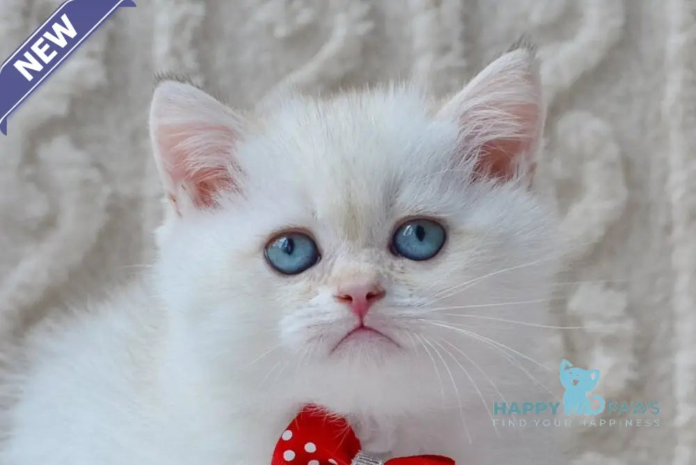 Kai British Shorthair male black golden shaded pointed live animals