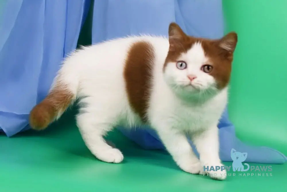 Kai British Shorthair male cinnamon harlequin live animals
