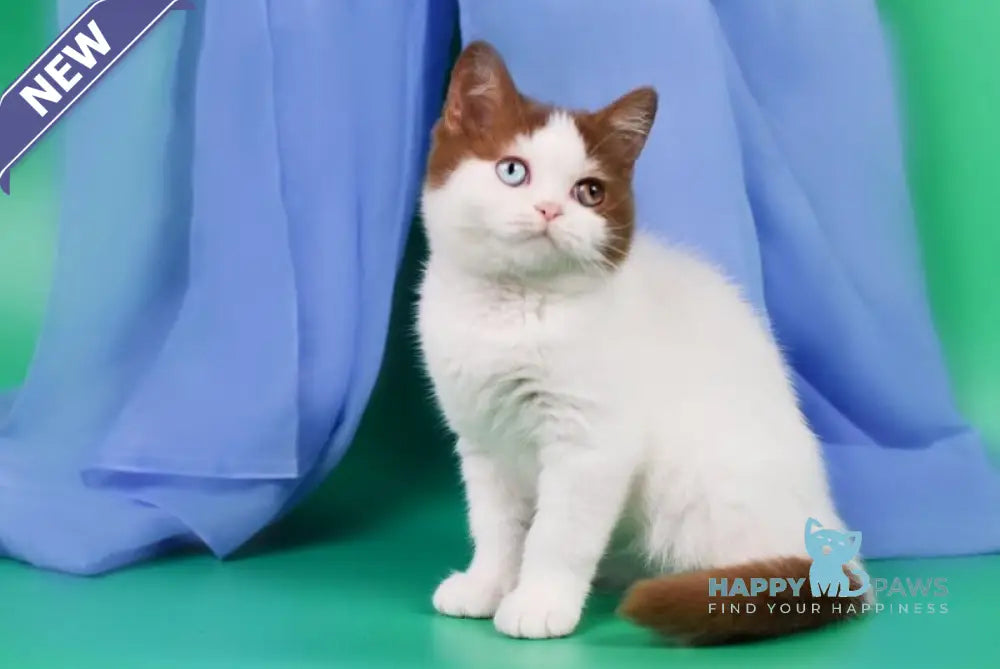 Kai British Shorthair male cinnamon harlequin live animals