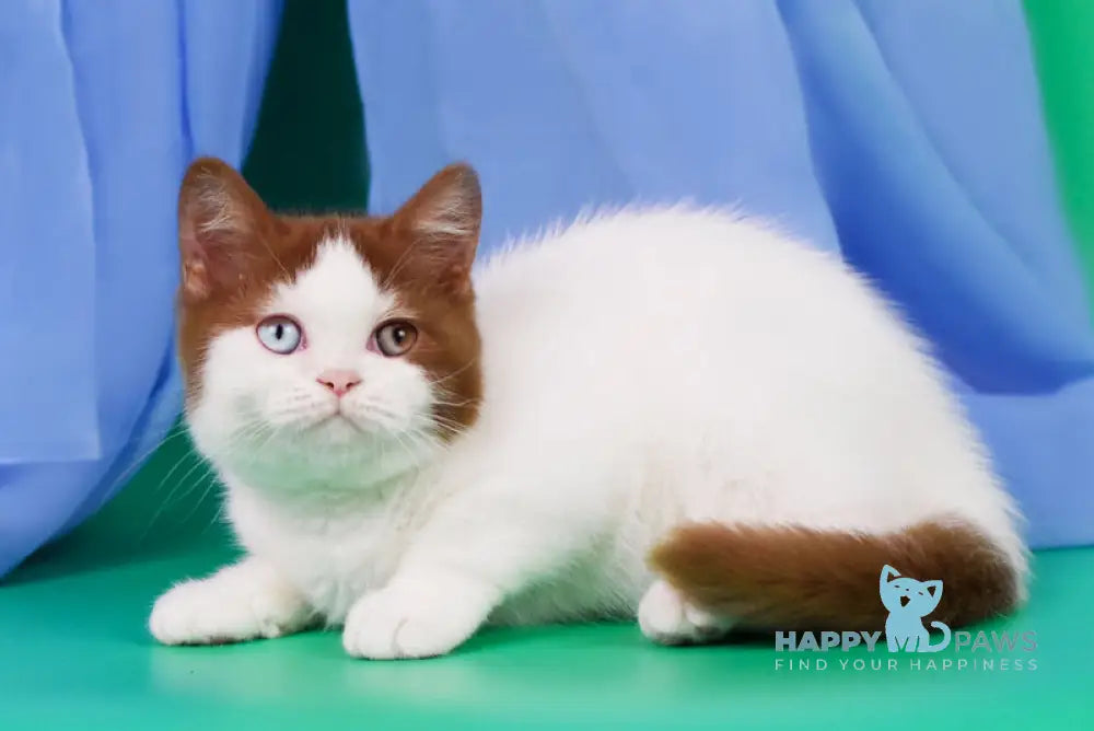 Kai British Shorthair male cinnamon harlequin live animals
