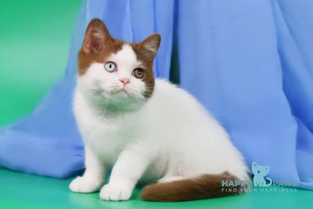 Kai British Shorthair male cinnamon harlequin live animals
