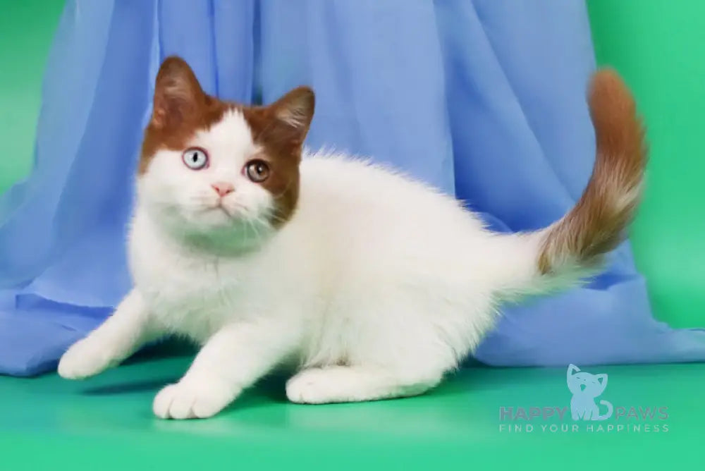 Kai British Shorthair male cinnamon harlequin live animals