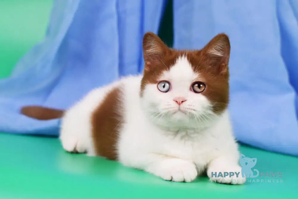 Kai British Shorthair male cinnamon harlequin live animals