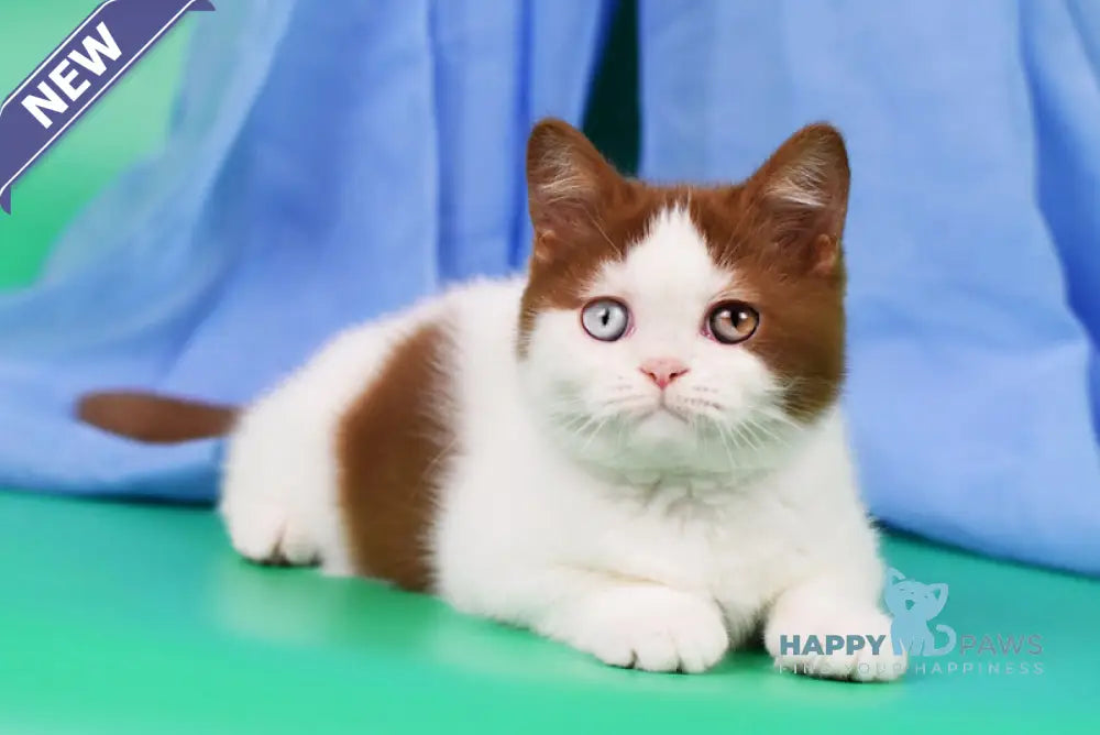 Kai British Shorthair male cinnamon harlequin live animals