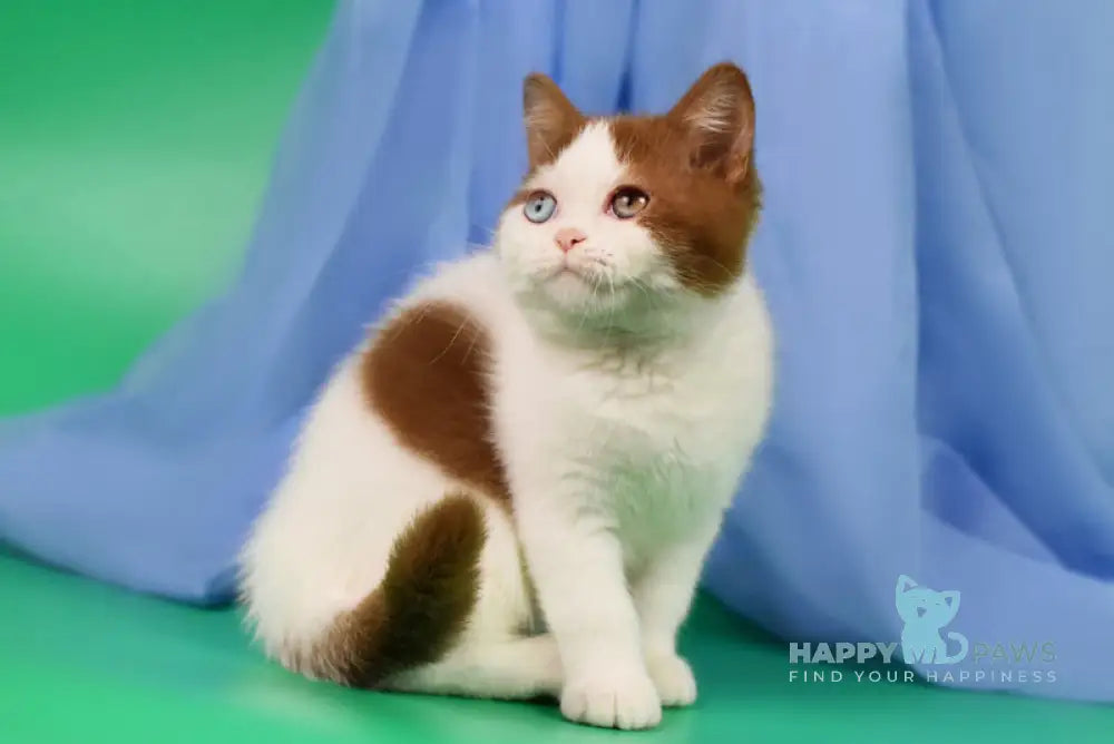 Kai British Shorthair male cinnamon harlequin live animals