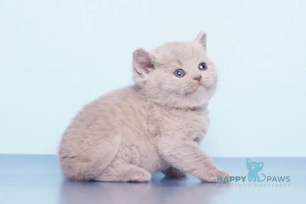 Kai British Shorthair male lilac live animals