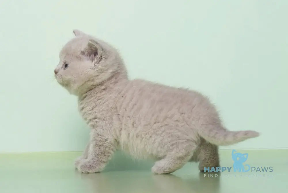 Kai British Shorthair male lilac live animals