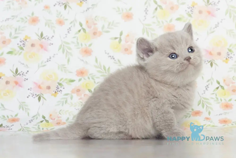 Kai British Shorthair male lilac live animals