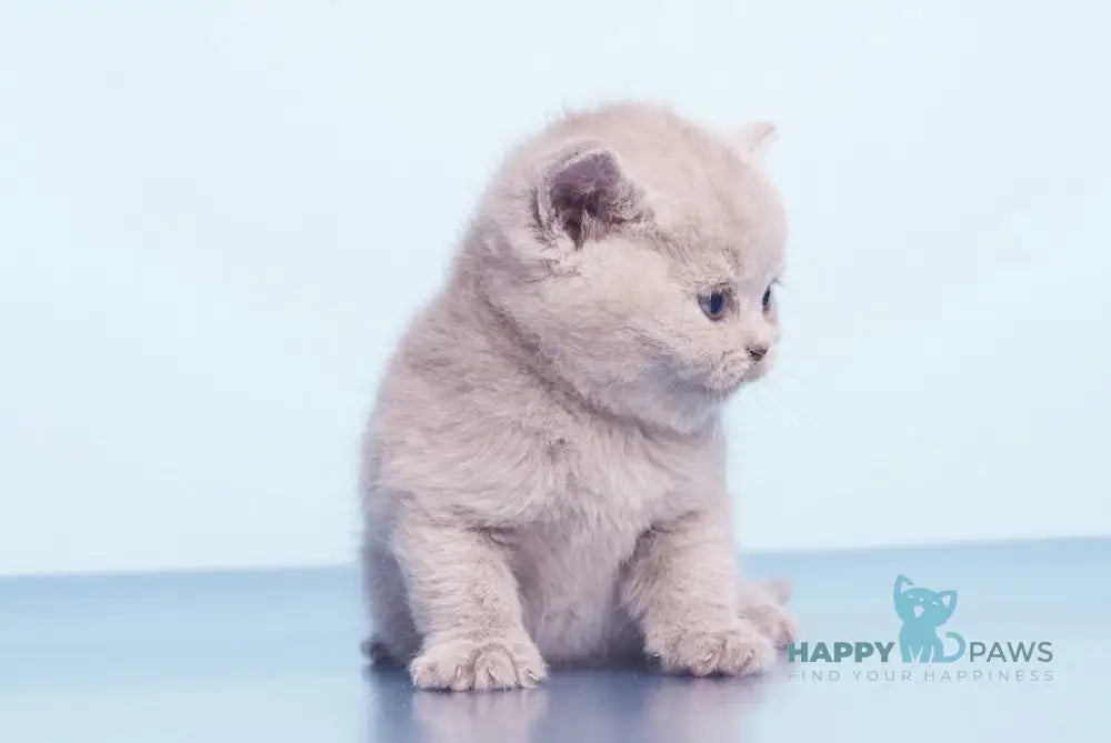 Kai British Shorthair male lilac live animals