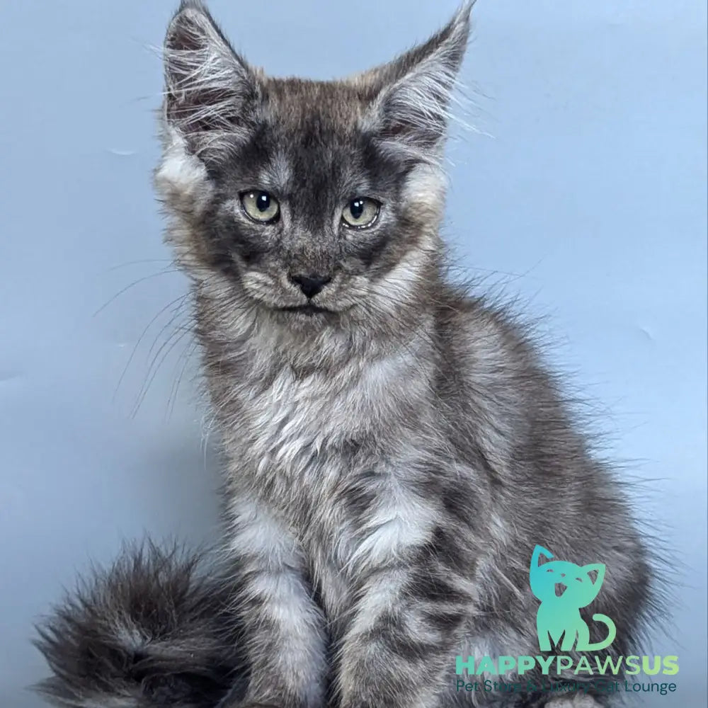 Kаi Maine Coon male black silver - live animals
