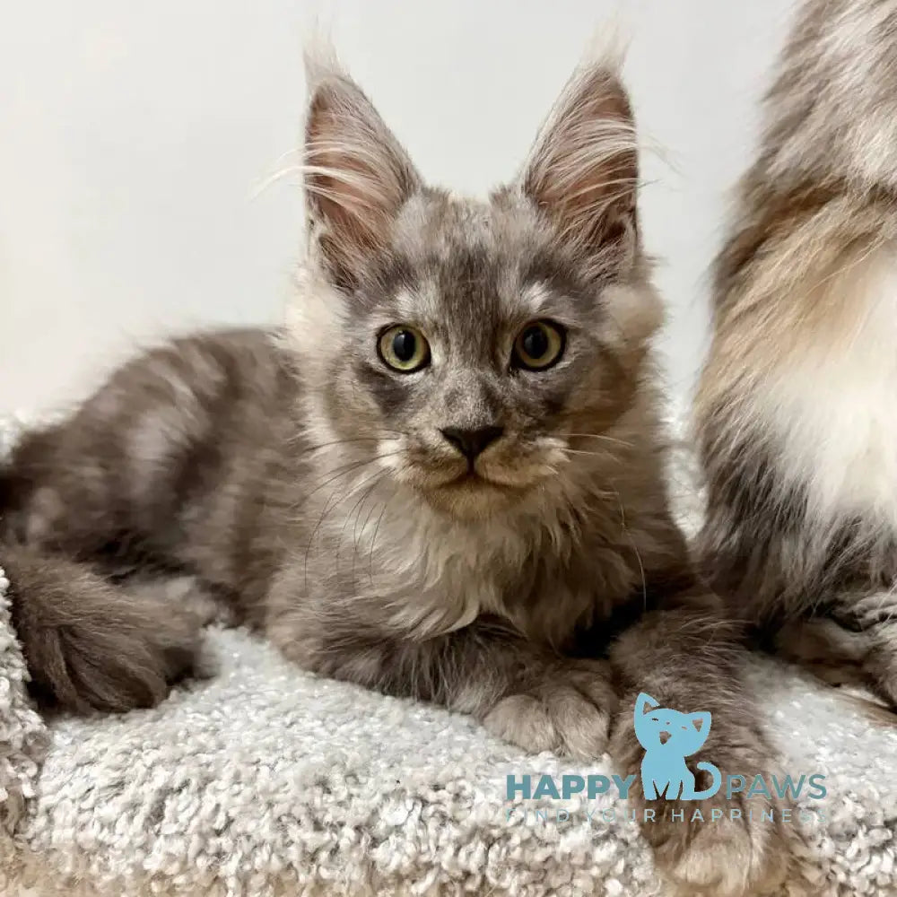 Kai Maine Coon male black silver live animals