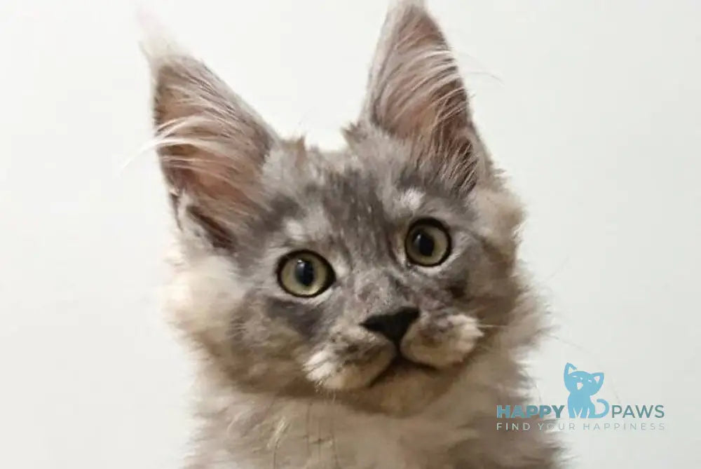 Kai Maine Coon male black silver live animals