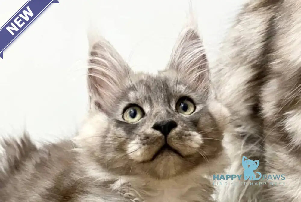 Kai Maine Coon male black silver live animals