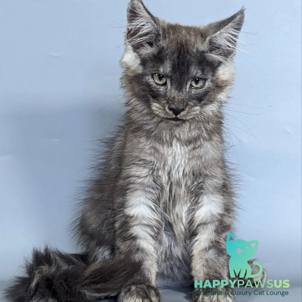 Kаi Maine Coon male black silver - live animals