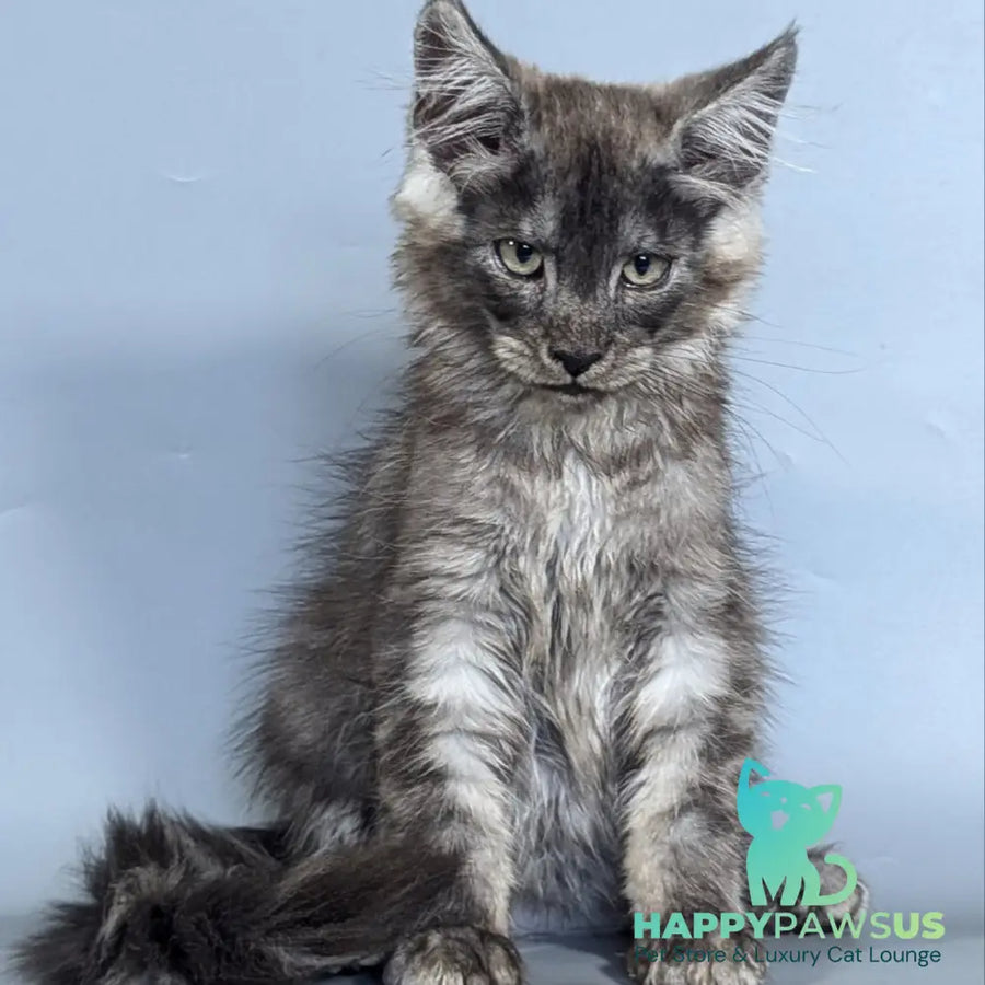 Kаi Maine Coon male black silver - live animals