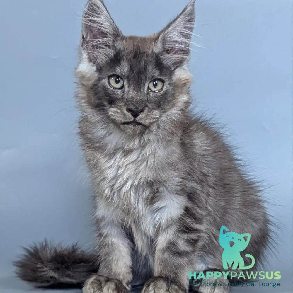 Kаi Maine Coon male black silver - live animals