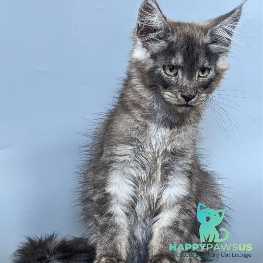Kаi Maine Coon male black silver - live animals