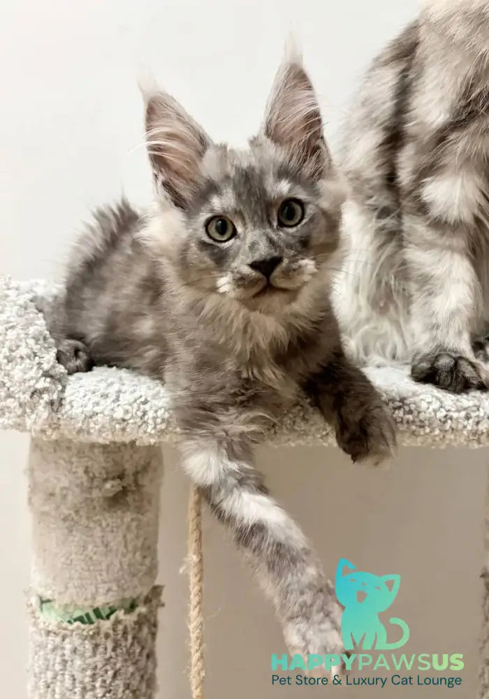 Kai Maine Coon male black silver live animals