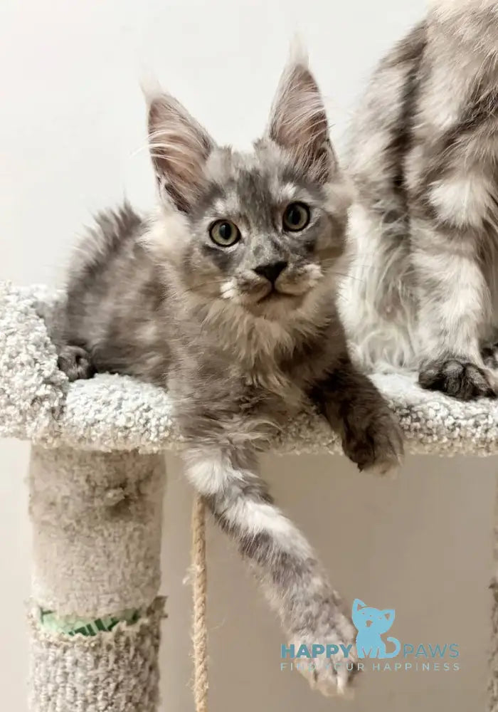 Kai Maine Coon male black silver live animals