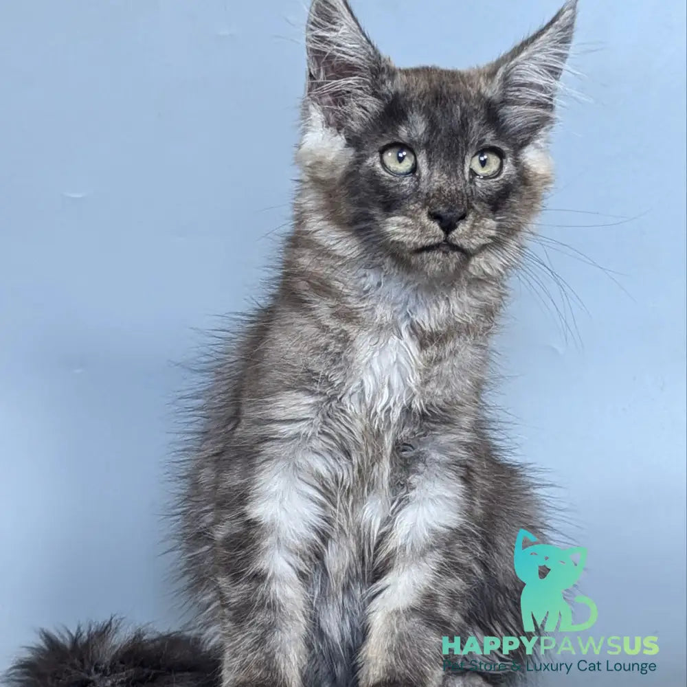 Kаi Maine Coon male black silver - live animals