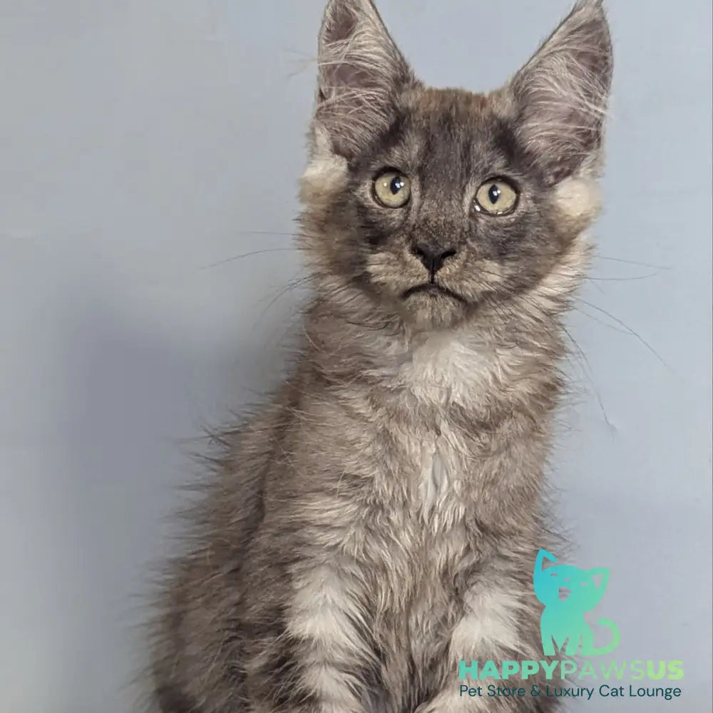Kаi Maine Coon male black silver - live animals