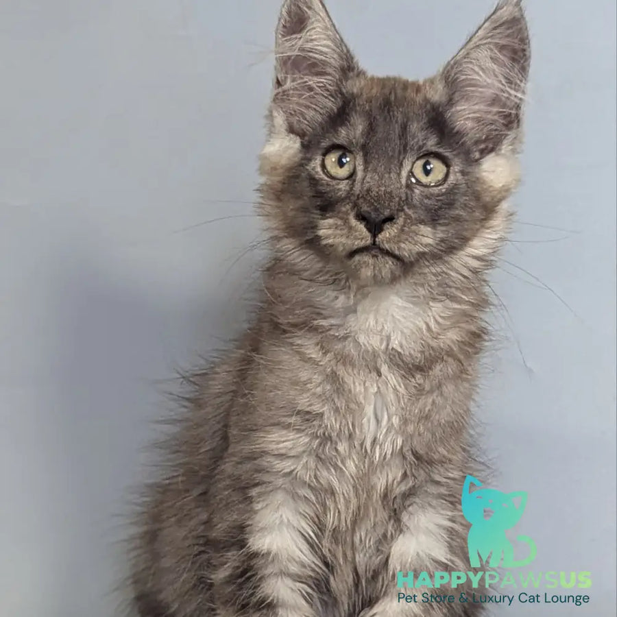 Kаi Maine Coon male black silver - live animals