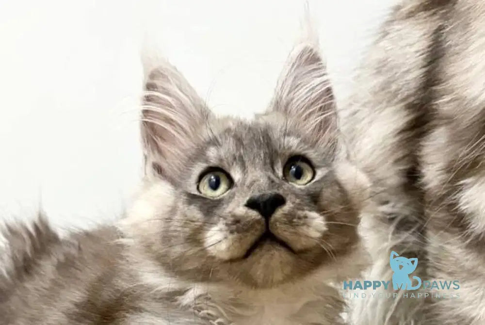 Kai Maine Coon male black silver live animals