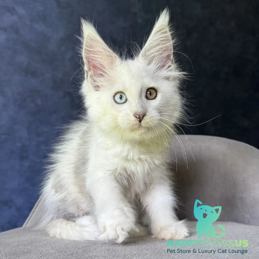 Kai Maine Coon male black silver shaded with white - live animals