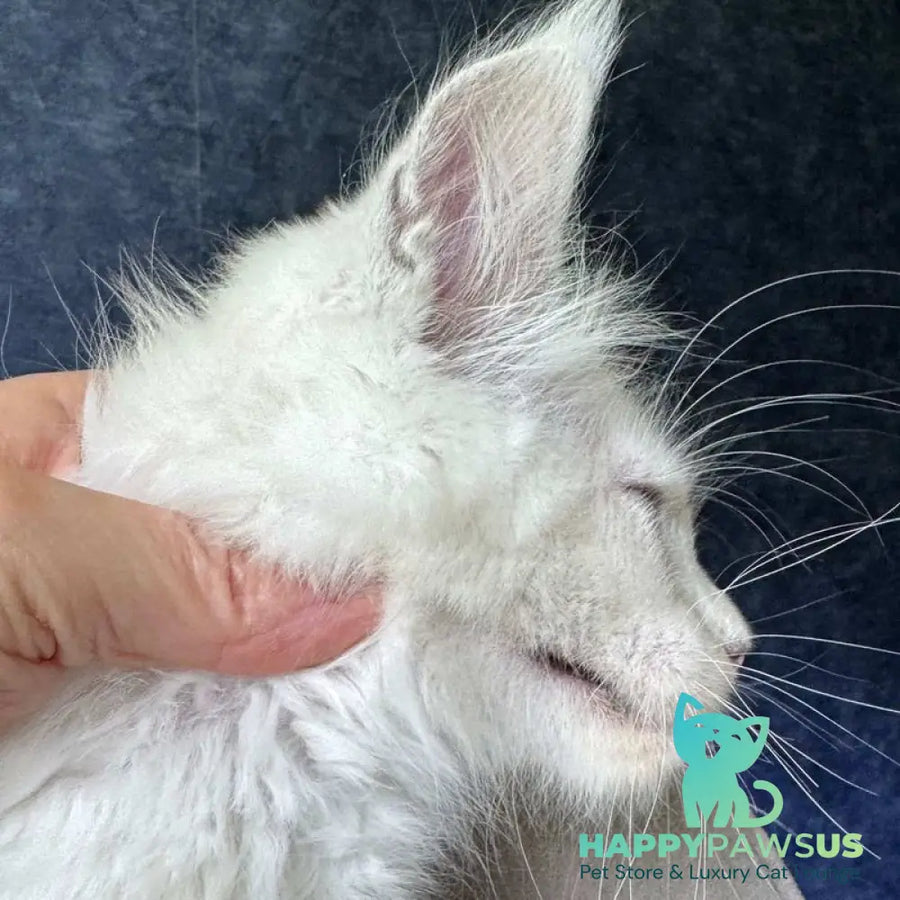Kai Maine Coon male black silver shaded with white - live animals