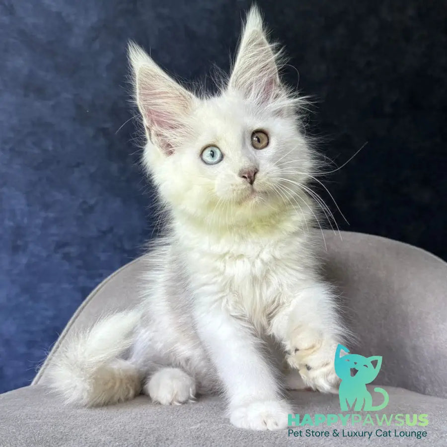 Kai Maine Coon male black silver shaded with white - live animals