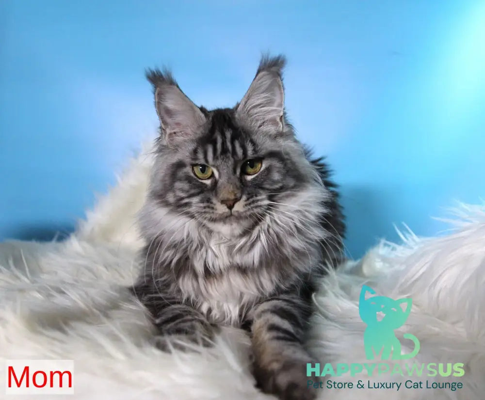 Kai Maine Coon male black silver tabby live animals
