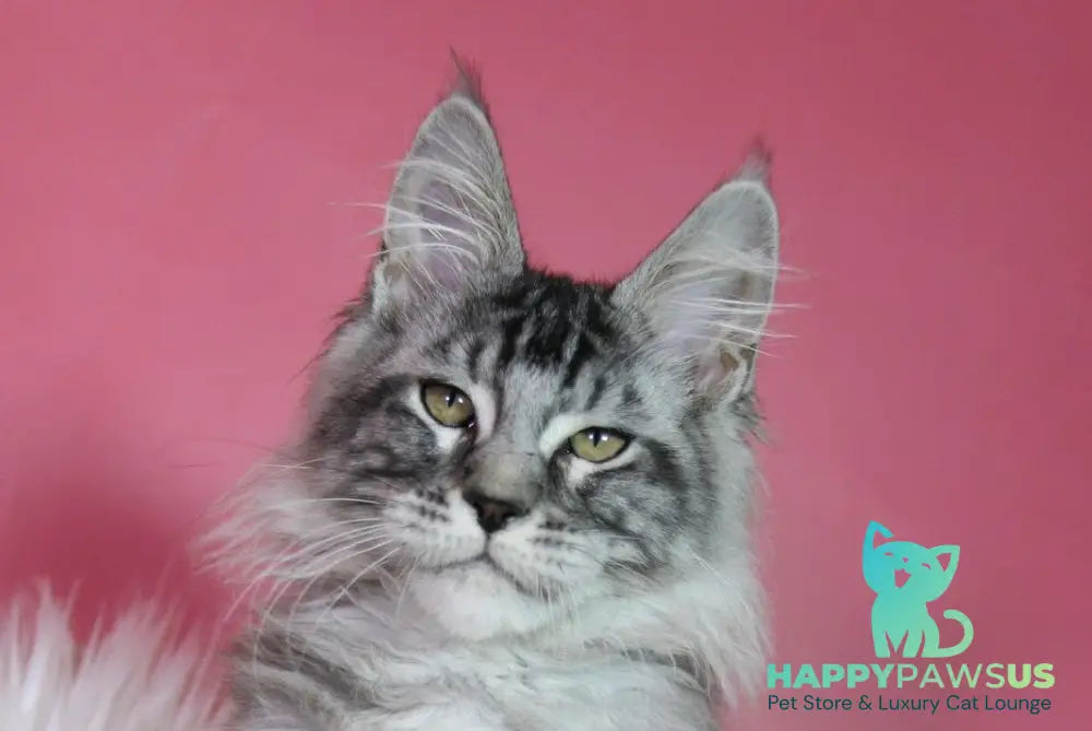 Kai Maine Coon male black silver tabby live animals