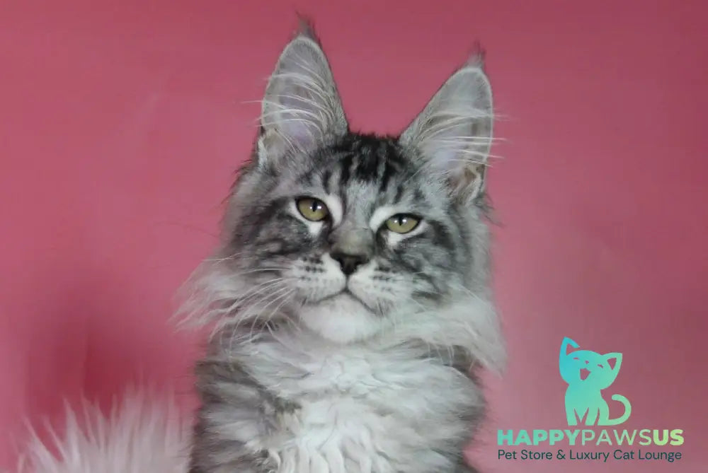 Kai Maine Coon male black silver tabby live animals