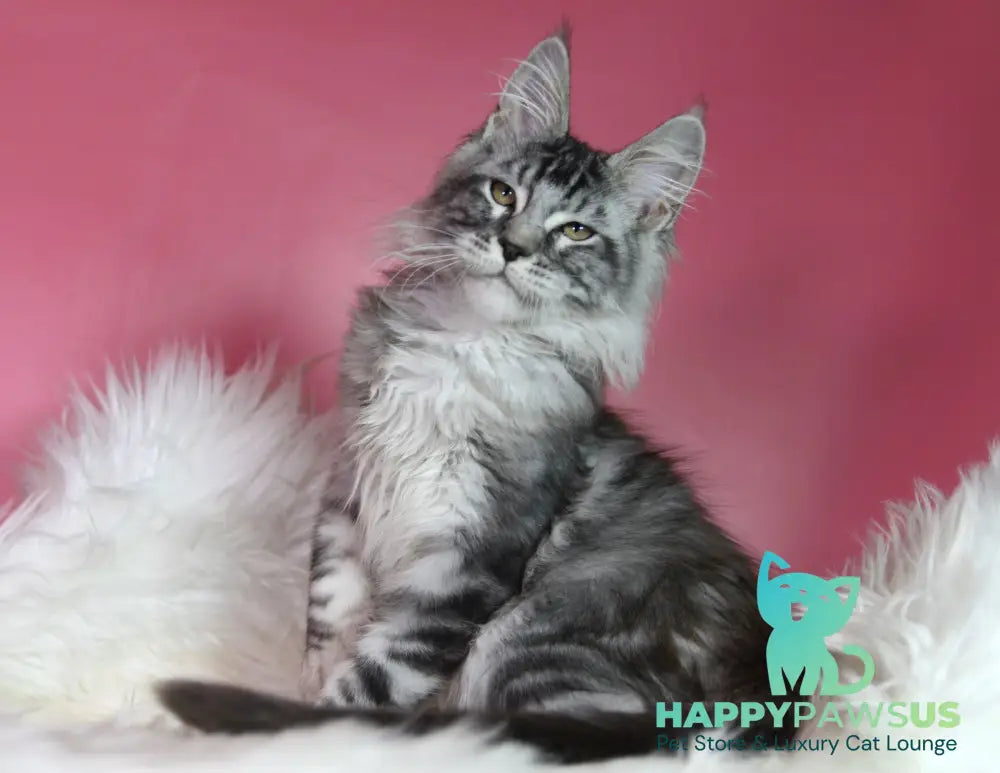 Kai Maine Coon male black silver tabby live animals