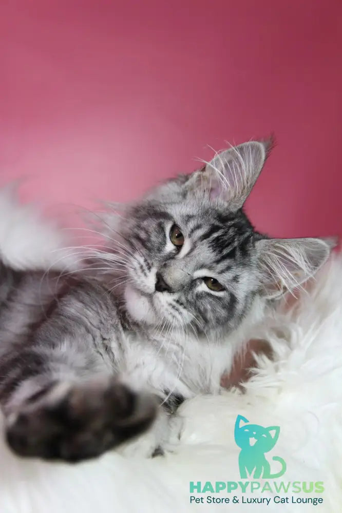 Kai Maine Coon male black silver tabby live animals